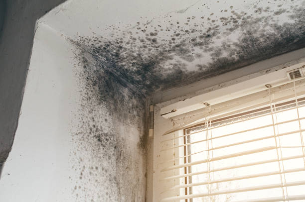Affordable Basement Mold Removal solutions in Jacksonville, NC