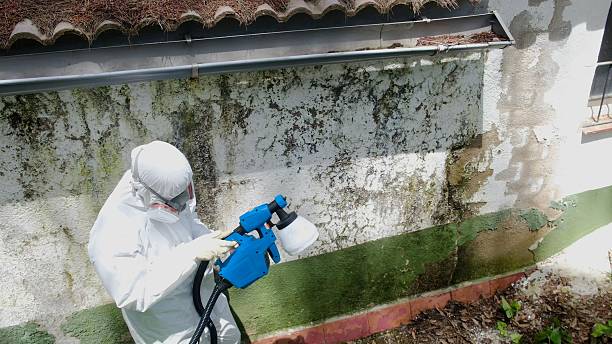 Top rated local Basement Mold Removal specialists in Jacksonville, NC